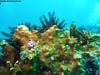 great_barrier_reef_036
