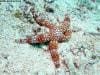 great_barrier_reef_037