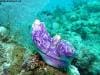 great_barrier_reef_038