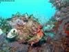 great_barrier_reef_039
