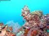 great_barrier_reef_040