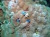 great_barrier_reef_041