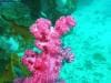 great_barrier_reef_042