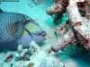 great_barrier_reef_044