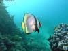 great_barrier_reef_046