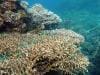 great_barrier_reef_047