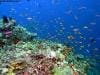 great_barrier_reef_048