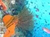 great_barrier_reef_049