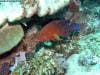 great_barrier_reef_051