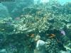 great_barrier_reef_053