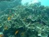 great_barrier_reef_054