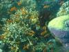 great_barrier_reef_055