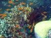 great_barrier_reef_056
