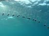 great_barrier_reef_057