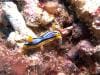 great_barrier_reef_059