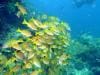 great_barrier_reef_060