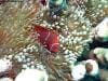 great_barrier_reef_061