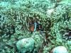 great_barrier_reef_062