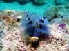 great_barrier_reef_063