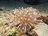 great_barrier_reef_064