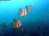 great_barrier_reef_065