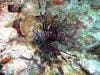 great_barrier_reef_066