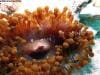 great_barrier_reef_067