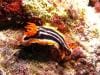 great_barrier_reef_068