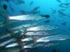 great_barrier_reef_070