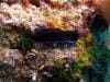 great_barrier_reef_071