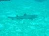 great_barrier_reef_072