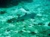 great_barrier_reef_073