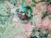 great_barrier_reef_074