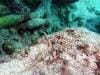 great_barrier_reef_075