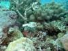 great_barrier_reef_076