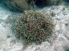 great_barrier_reef_077