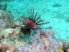 great_barrier_reef_081