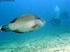 great_barrier_reef_083