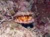 great_barrier_reef_084