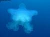 great_barrier_reef_085