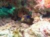 great_barrier_reef_086
