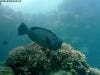 great_barrier_reef_087