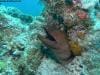 great_barrier_reef_089