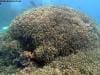 great_barrier_reef_091