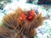 great_barrier_reef_093
