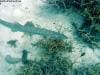 great_barrier_reef_094