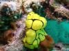 great_barrier_reef_096