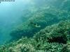 great_barrier_reef_097