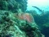 great_barrier_reef_098