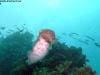 great_barrier_reef_099